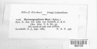 Hysterobrevium mori image